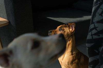 可爱的