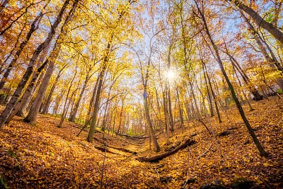 在山坡上，透过秋天的树木，虫眼所见的阳光
