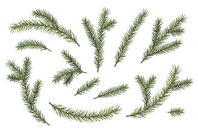 绿色的云杉，白色的松树树枝。向量蓬松的圣诞树树枝。适合装饰、新年装饰设计