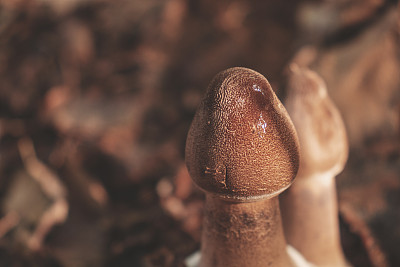 雨伞菇