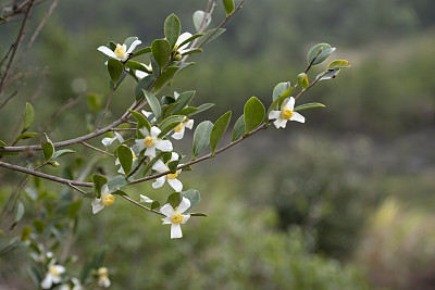 茶树花