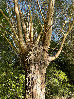 图像的两极柳树(柳)，纹理的树皮，裸露的树冬天的结构，阳光清澈的蓝天，重点在前景