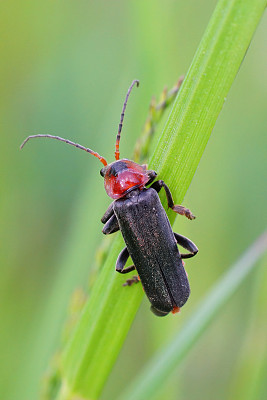 垂直特写的深色更坚实的甲虫，Cantharis fusca，坐在绿色的草叶上