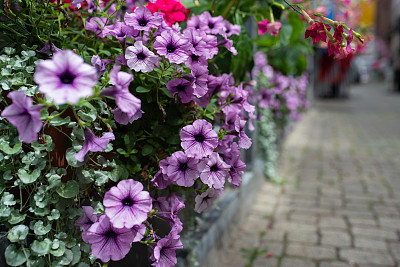美丽盛开的小牵牛花——花盒里的紫色悬垂牵牛花