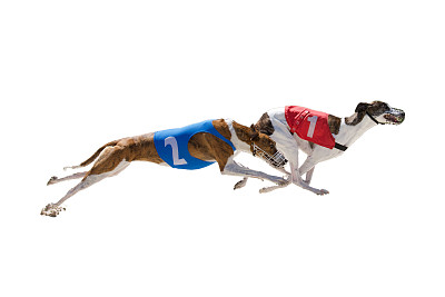 纯种犬