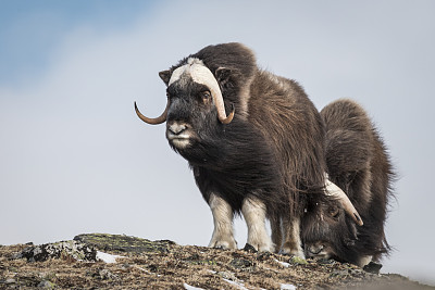 在挪威Dovrefjell的山上，麝牛的景色
