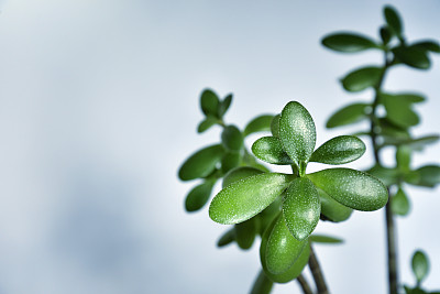 白色背景上有绿色叶子和复制空间的Crassula