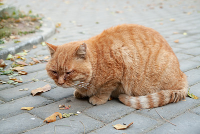 一只姜黄色的猫