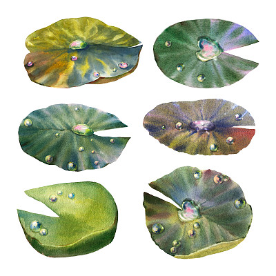 睡莲水彩手绘植物插图。水塘植物的叶子上有露珠。