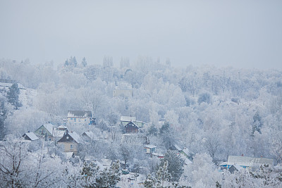 冬天的乡村风景。树顶。冬季森林。树枝上的雪。自然背景。寒冷的天气。气候。霜