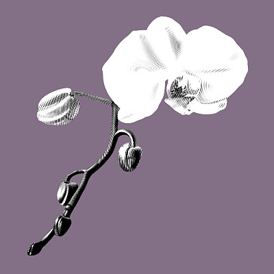 图形白色兰花。蝴蝶兰是一种真实的热带花卉。孤立的插图