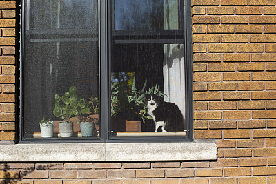 一只黑猫坐在窗前