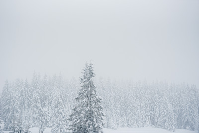 冬季森林暴风雪