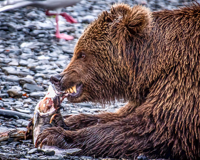 美国河上吃死鲑鱼的科迪亚克熊