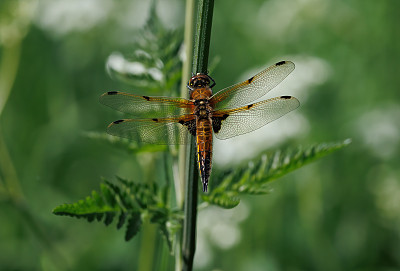 四只斑追逐蜻蜓(Libellula quadrimaculata)张开翅膀在植物上休息