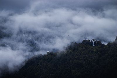 高角度拍摄了一个被浓雾覆盖的黑暗森林和一只鸟在雾中飞行
