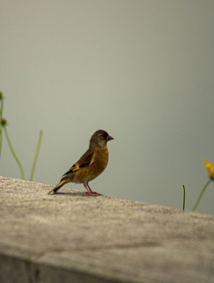 中国青龙湖公园的华眉鸟在模糊背景下的选择性聚焦拍摄