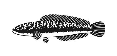 黑鱼的标志。白色背景上孤立的蛇头