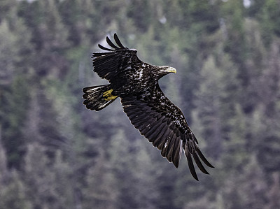 白头鹰(Haliaeetus leucocephalus)是一种发现于北美的猛禽。位于查塔姆海峡巴拉诺夫岛卡斯尼库湾的隐藏瀑布。阿拉斯加。一只飞翔和钓鱼的少年。