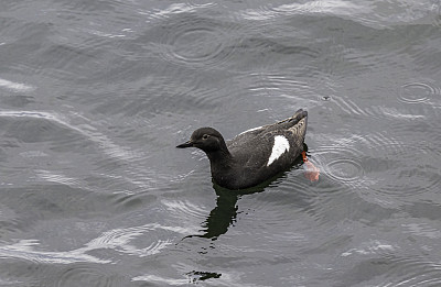 鸽子海鸠(Cepphus columba)是海雀科的一种鸟类。弗雷德里克海湾，阿拉斯加。