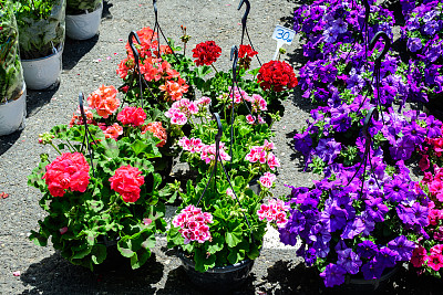 在一个阳光明媚的夏日，市场上花园花盆里的一大群生动的粉红色和紫色矮牵牛花和绿叶