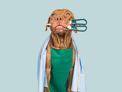 纯种犬