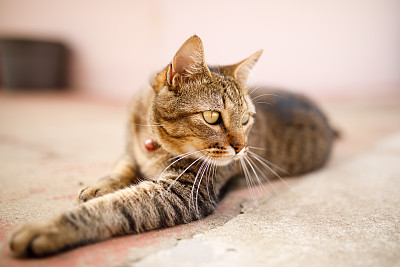 斑纹猫