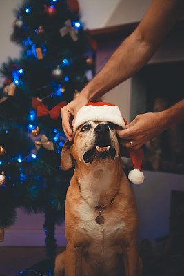 一名男子将圣诞老人帽子戴在一只年长的混血狗身上