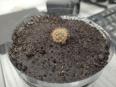 小仙人掌在一个手工塑料瓶壶