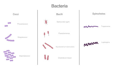 微生物学:细菌分为球菌、杆菌和螺旋体3组，显示每组细菌的示例类型