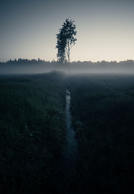 在一个雾蒙蒙的夜晚，一条小水流通向一棵树的垂直镜头