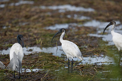 涉禽，一群成年黑头朱鹭(Threskiornis melanocephalus)，也被称为东方白朱鹭、印度白朱鹭和黑颈朱鹭。