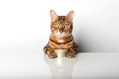 纯种猫
