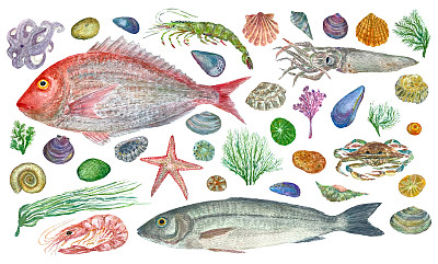 水彩与海鲜，贝壳，鱼，虾和海藻