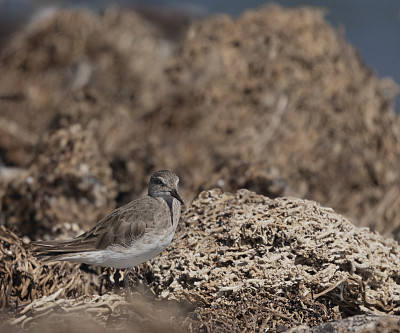 福克兰群岛圆石岛上的白臀鹬，Calidris fuscicolli