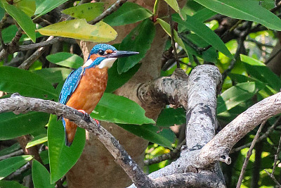 印度，一只普通翠鸟(Alcedo atthis)在阳光下栖息在树枝上