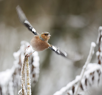 冬天的苍头燕雀(Fringilla coelebs)