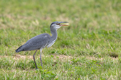 灰鹭(Ardea cinerea)正在吃猎物