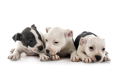 斯塔福德郡斗牛犬