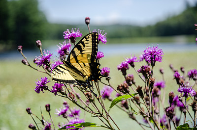 在摩西锥国家公园的巴斯湖前，一朵野花上的燕尾蝶