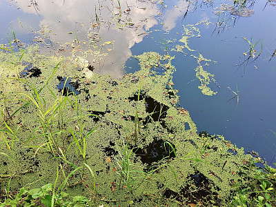 新鲜浮萍或水扁豆