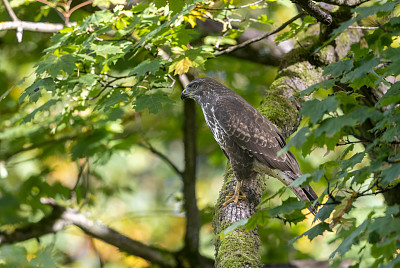 普通秃鹰(Buteo Buteo)