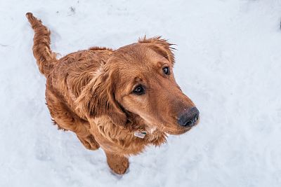 可爱的金毛犬坐在雪地上，仰视着，像是在等待