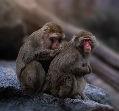 日本猕猴(Macaca fuscata)互相清洁的特写镜头
