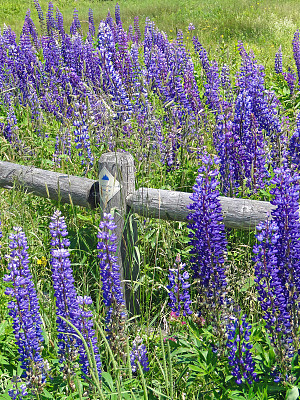 缅因州阿卡迪亚国家公园，荒岛山栅栏边美丽的紫色羽扇豆