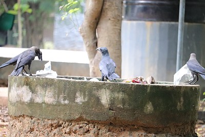 动物园里的一群乌鸦。