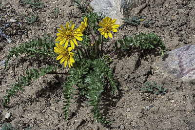 胡克香脂根，胡克的香脂根，Balsamorhiza hookeri，大盆地国家公园，内华达州。大盆地沙漠。菊科家庭