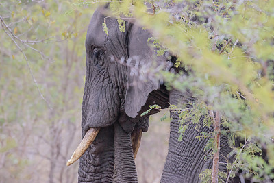 非洲象属包括两个现存的大象物种，非洲丛林象和较小的非洲森林象