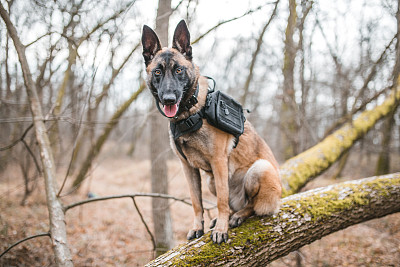 警犬