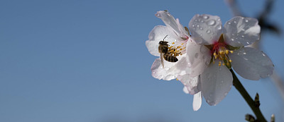雨后的晴天，塞萨洛尼基，蜜蜂在杏仁花上采集花蜜